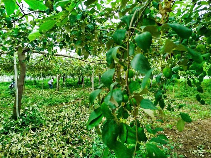 Táo xanh ngọt lành giữa miền nắng gió Tuy Phong. Ảnh: TIẾN THẮNG 