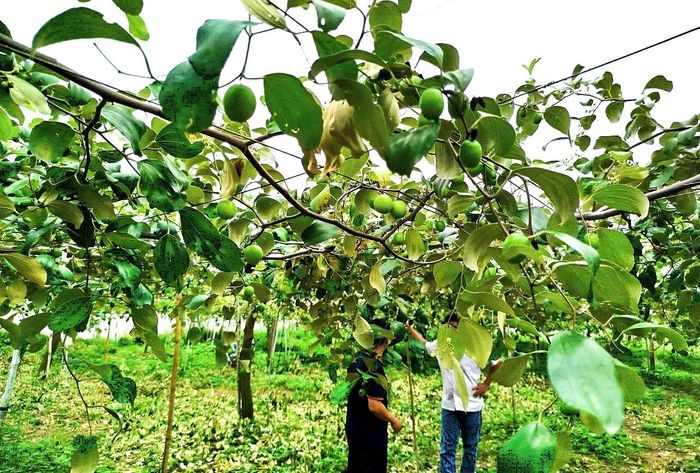  Từ vùng đất từng được nhắc đến bởi cái khát, Tuy Phong hôm nay đang phủ thêm màu xanh của những vườn táo. Ảnh: TIẾN THẮNG 