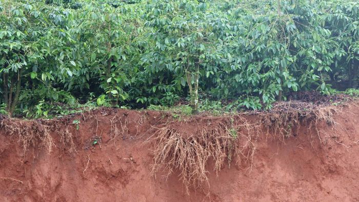  Cây cà phê ở thôn Plei O Pếch bị sạt lở, chỉ còn trơ gốc. Ảnh: HỮU PHÚC 