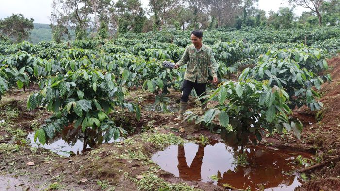  Cà phê của người dân ở thôn thôn Plei O Pếch bị ngập. Ảnh: HỮU PHÚC 