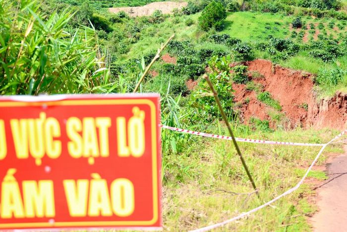 Nhiều cây cà phê bên taluy bị kéo trượt xuống phía dưới.