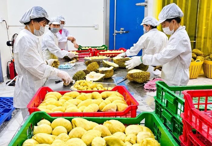 Doanh nghiệp ở Đắk Lắk phần lớn quy mô nhỏ.