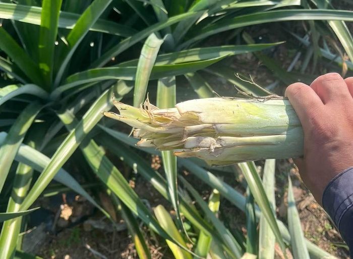 Khoảng 500 cây dứa đã bị lợn rừng cắn phá, gây thiệt hại lớn.