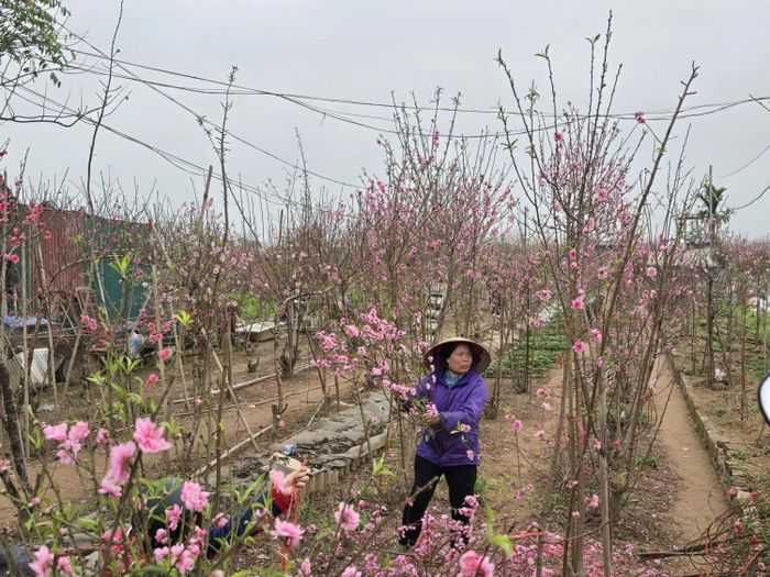 Hai cụm làng Nhật Tân - Tứ Liên và Thống Nhất được xác định thuộc diện tái thiết để phục vụ mục tiêu hình thành "phòng khách đô thị" và Trục đại lộ cảnh quan.