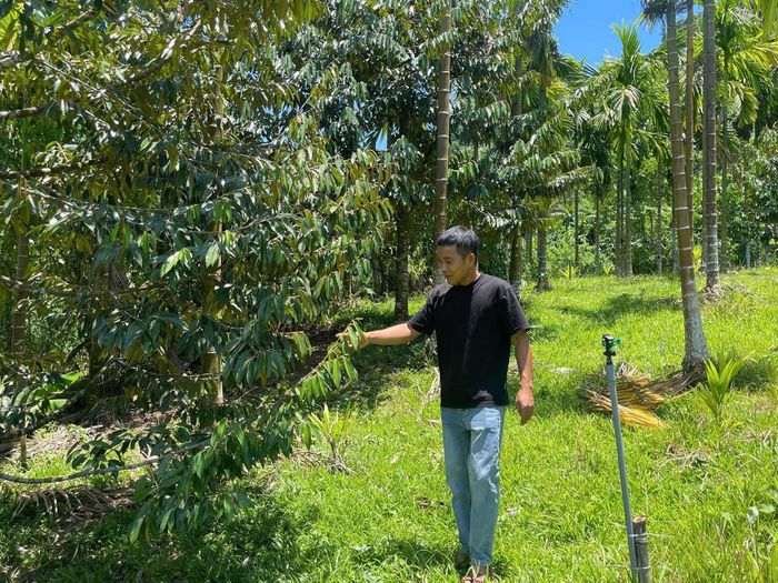 Anh Trần Văn Trung mạnh dạn chuyển đổi đất trồng keo thành mô hình trồng cây ăn quả, cây cau và đào ao thả cá với giá trị tiền tỷ. Ảnh: Huy Trường