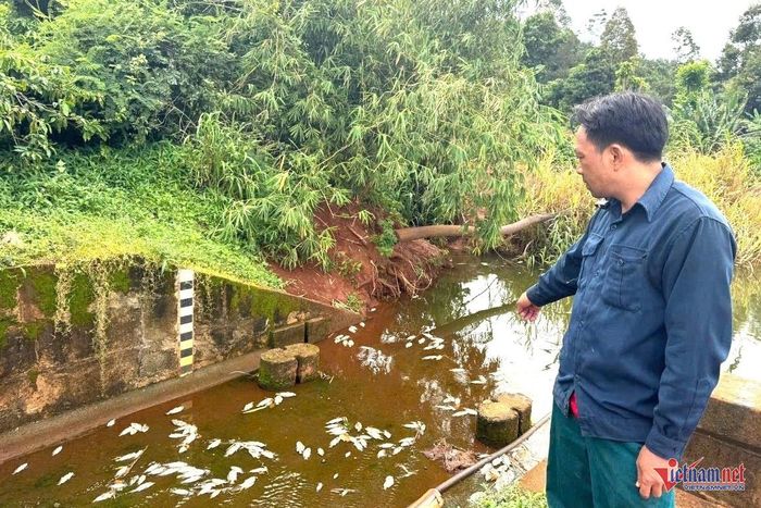 Cá chết dạt về cống xả. Ảnh: Hải Dương