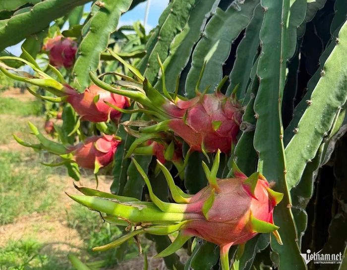 Giá thanh long tại các khu vực vùng trồng đang thấp, khiến các hộ nông dân thấp thỏm lo âu. Ảnh: Thu Hà