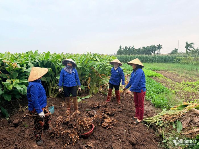 Công việc tạo thu nhập tại chỗ nhưng mang tính mùa vụ, phụ thuộc nhiều vào thời tiết, năng suất và giá thu mua. Ảnh: Hoàng Quý