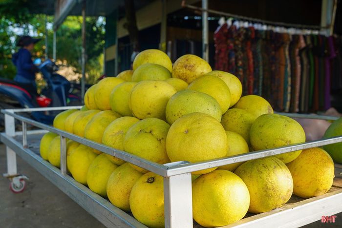 Hà Tĩnh hiện có gần 3.000 ha bưởi Phúc Trạch, trong đó khoảng 2.800 ha cho quả, tập trung chủ yếu tại các xã: Phúc Trạch, Hương Đô, Hương Phố, Hà Linh, Hương Xuân, Hương Khê... Theo ghi nhận, năm nay bưởi to tròn, màu sắc đẹp, vị ngọt đậm hơn những năm trước; giá bán dao động từ 30.000-35.000 đồng/quả.