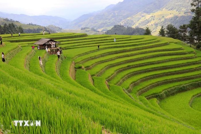 Những đường cong mềm mại của ruộng bậc thang nối tiếp nhau như những dải lụa vàng trải dài trên sườn núi, tạo nên một bức tranh thiên nhiên vừa hùng vĩ, vừa thơ mộng. (Ảnh: Tuấn Anh/TTXVN)
