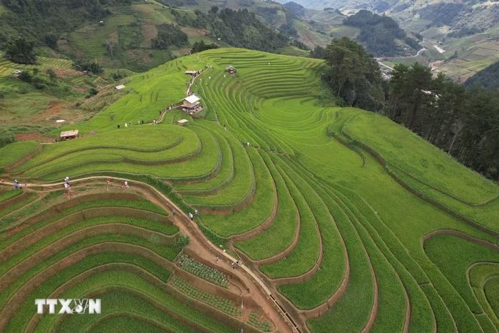 Từng thửa ruộng bậc thang nối nhau như sóng mềm mại trải dài đến tận chân trời. (Ảnh: Tuấn Anh/TTXVN)