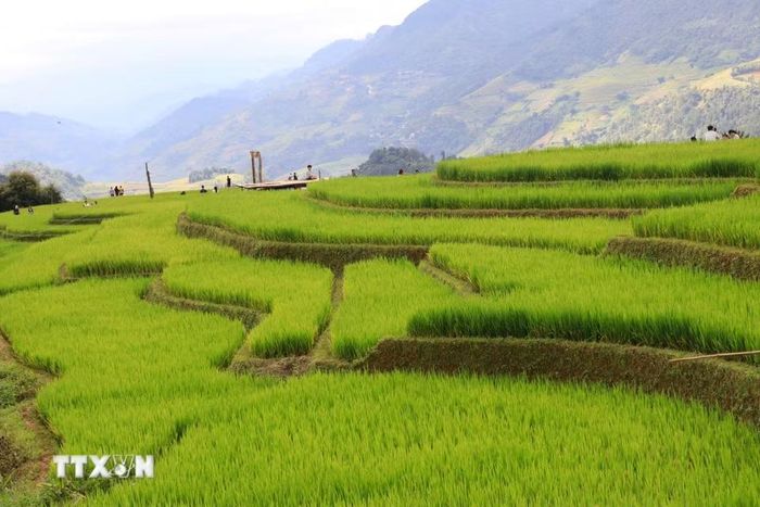 Đây là thời điểm đẹp nhất trong năm khi những thửa ruộng bậc thang ngả vàng, thu hút đông đảo du khách trong và ngoài nước đến chiêm ngưỡng và chụp ảnh. (Ảnh: Tuấn Anh/TTXVN)