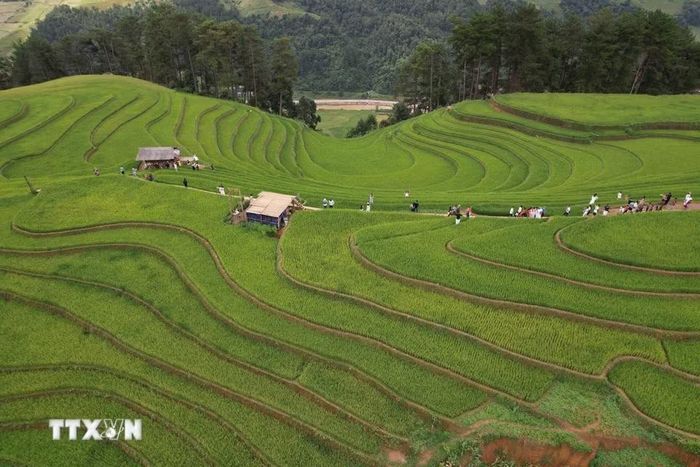 Ruộng bậc thang Mù Cang Chải từ lâu đã nổi tiếng bởi cảnh sắc thiên nhiên hùng vĩ với những thửa ruộng bậc thang đẹp như tranh vẽ. (Ảnh: Tuấn Anh/TTXVN)
