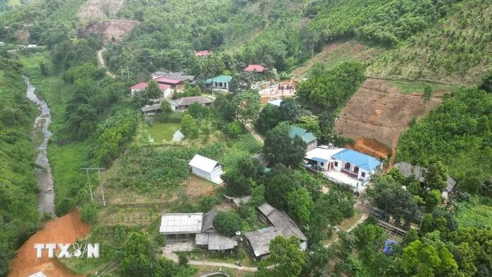 Nhờ cây quế, hàng chục hộ dân người dân tộc Mông, ở khu Nhồi, xã Trung Sơn thoát nghèo, cuộc sống ổn định. (Ảnh: Tạ Toàn/TTXVN)