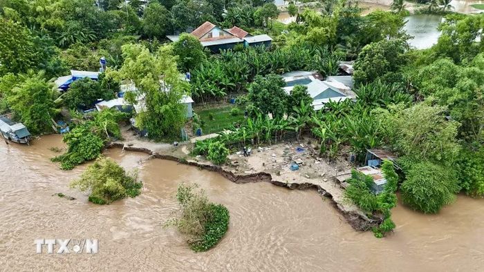 Nhìn từ trên cao, khu vực sạt lở kéo dài khoảng 50m, ăn sâu vào bờ khoảng 7m, ảnh hưởng trực tiếp đến tuyến đường giao thông đầu cồn sông Hậu. (Ảnh: Thanh Sang/TTXVN)