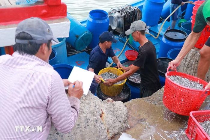 Ngư dân khẩn trương đưa cá tươi lên bờ để bán cho thương lái. (Ảnh: Tường Vi/TTXVN)