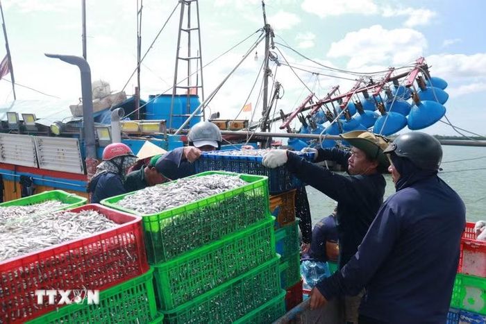 Khẩn trương vận chuyển cá cơm đi tiêu thụ. (Ảnh: Tường Vi/TTXVN)
