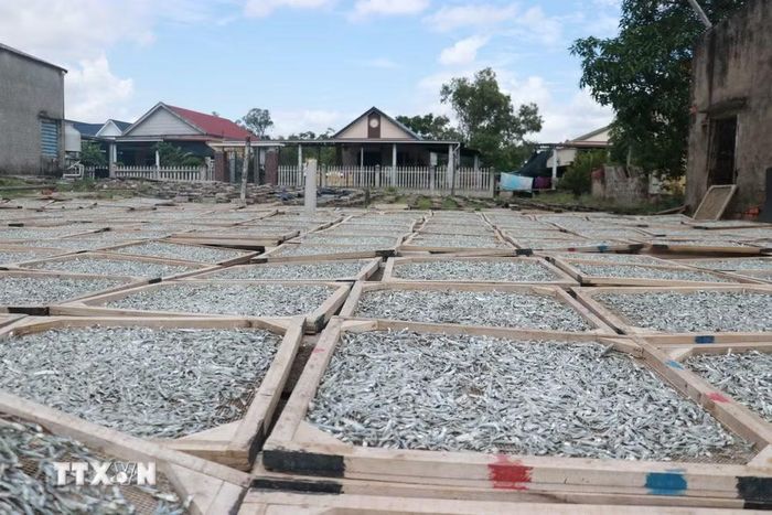 Nguồn hải sản tươi dồi dào không chỉ phục vụ thị trường tiêu dùng mà còn cung cấp nguyên liệu cho các cơ sở chế biến thủy sản truyền thống ở địa phương. (Ảnh: Tường Vi/TTXVN)