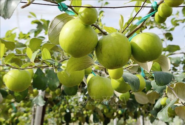 Mô hình trồng táo trong nhà lưới của nông dân tỉnh Khánh Hòa cho chất lượng quả to, đẹp. Ảnh: Nguyễn Thành/TTXVN