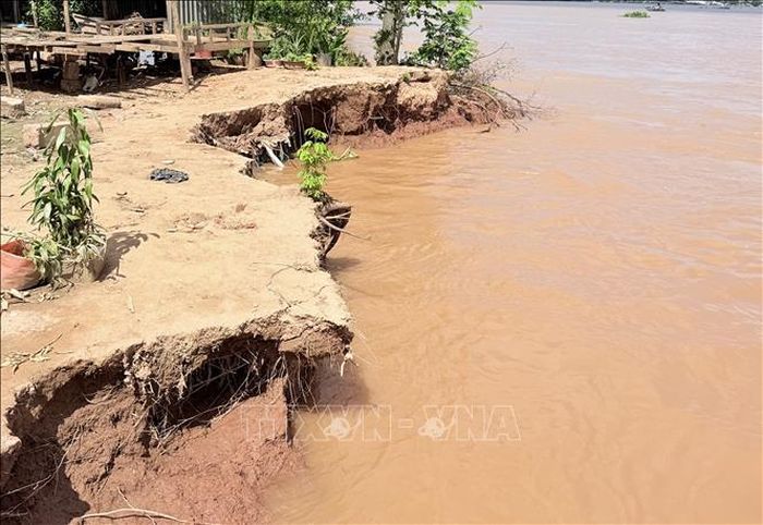 Nhiều vị trí sạt lở ăn sâu vào đất liền, tạo vết sạt lớn kéo dài dọc tuyến bờ Hậu.