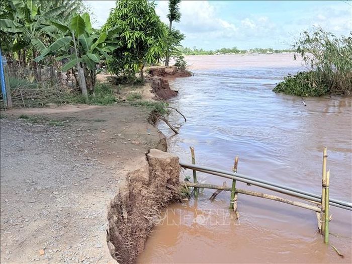 Nhiều mảng đất lớn bị sụp xuống sông, để lại mép bờ dựng đứng và những đoạn hàm ếch kéo dài.