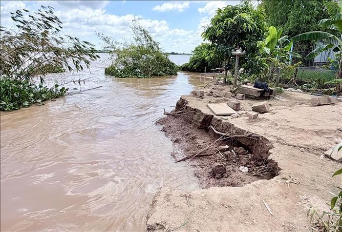 Đoạn bờ sông Hậu bị dòng nước khoét sâu, tạo hàm ếch, phần đất phía trên nhô ra, tiềm ẩn nguy cơ tiếp tục sạt xuống sông.