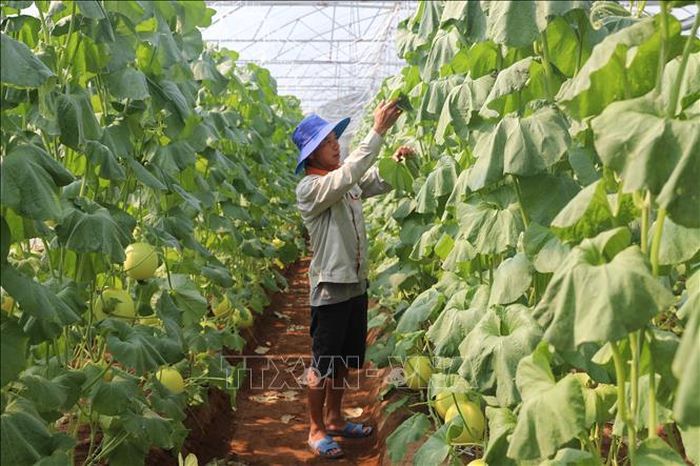 Tại thôn Nhân Sơn, xã Nga An, anh Đỗ Bá Hoàn đã chuyển đổi diện tích đất trước đây trồng ngô, khoai, sắn để đầu tư nhà màng trồng dưa kim hoàng hậu cho thu nhập cao và ổn định.