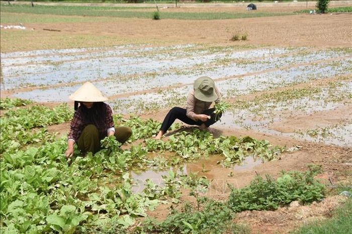 Nông dân tranh thủ thu hoạch những cây rau còn xanh tươi.