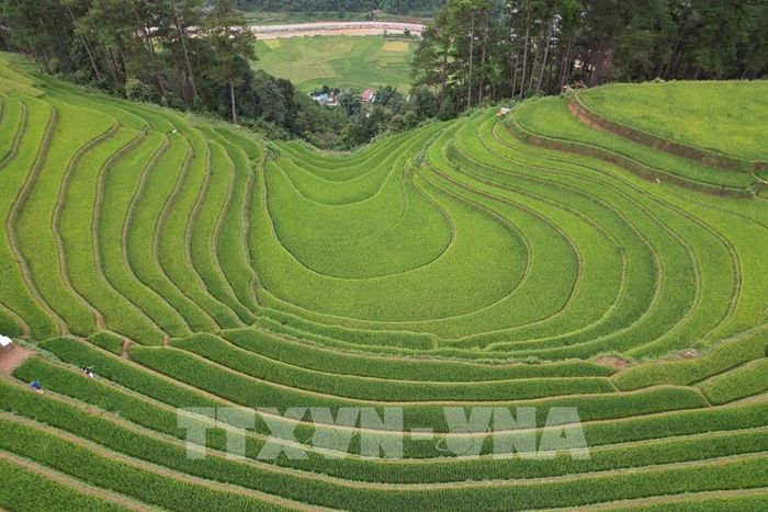 Võng lúa Sáng Nhù ở Mù Cang Chải nhìn từ trên cao. Ảnh: Tuấn Anh - TTXVN