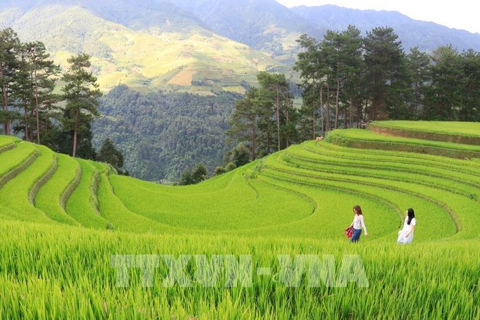Võng lúa Sáng Nhù ở Mù Cang Chải trở thành điểm checkin của các bạn trẻ. Ảnh: Tuấn Anh - TTXVNN