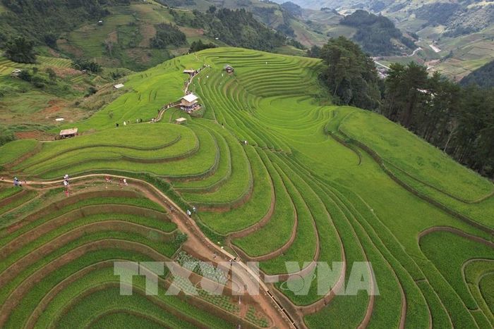 Từng thửa ruộng bậc thang nối nhau như sóng mềm mại trải dài đến tận chân trời. Ảnh: Tuấn Anh - TTXVN