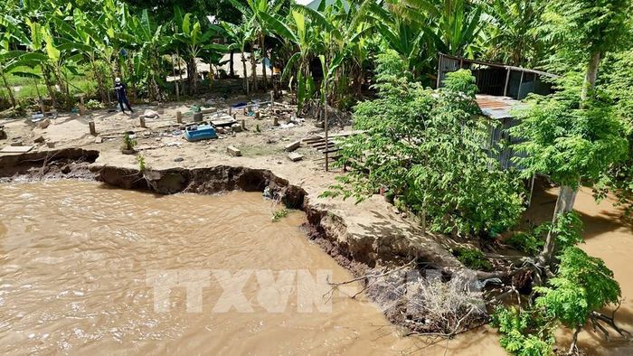 Bờ sông bị khoét sâu thành từng mảng, nhiều diện tích đất có nguy cơ trượt xuống lòng sông sau vụ sạt lở. Ảnh: Thanh Sang- TTXVN