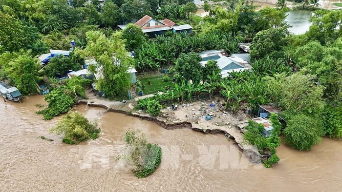 Nhìn từ trên cao, khu vực sạt lở kéo dài khoảng 50m, ăn sâu vào bờ khoảng 7m, ảnh hưởng trực tiếp đến tuyến đường giao thông đầu cồn sông Hậu. Ảnh: Thanh Sang- TTXVN