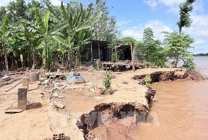 Vết sạt ăn sâu vào đất liền khoảng 7m, áp sát tuyến đường giao thông, gây nguy hiểm cho người và phương tiện. Ảnh: Thanh Sang-TTXVN