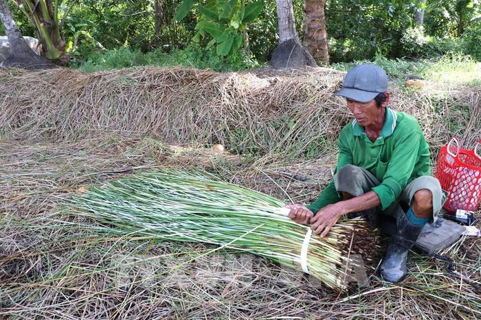 Gia đình ông Nguyễn Phương Bình, xã Bình Phú, chuyển đổi 0,8 ha đất trồng lúa sang trồng lác mang lại hiệu quả kinh tế cao hơn nhiều lần. Ảnh: Thanh Hòa - TTXVN