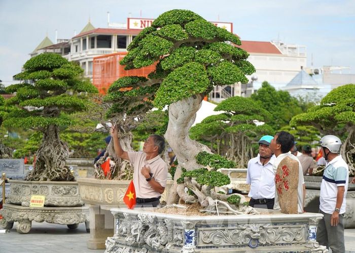 Tác phẩm duối cổ thụ của nghệ nhân tỉnh Gia Lai. Ảnh: Lê Phước Ngọc - TTXVN