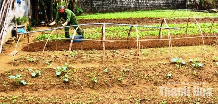 Không chỉ tập trung sản xuất ngoài đồng, các hộ dân còn gieo trồng rau xanh ở vườn nhà.