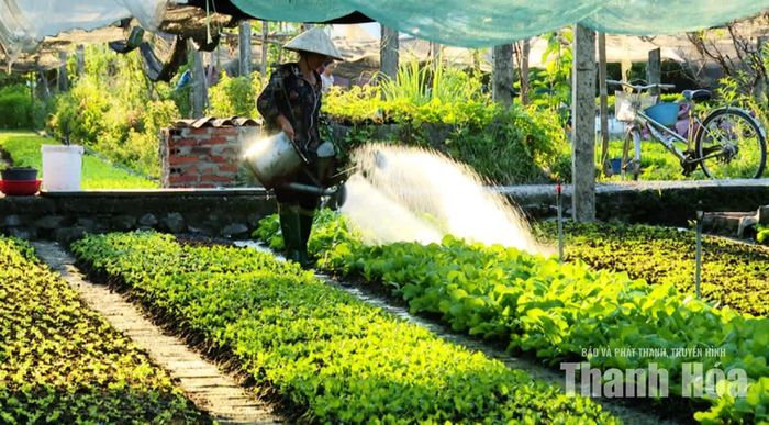 Nông dân vùng sản xuất rau phường Đông Quang tích cực chăm sóc rau để sớm cung cấp cho thị trường.