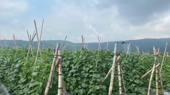 Những luống dưa được chăm sóc theo từng giai đoạn sinh trưởng. Để thuận tiện chăm sóc trên diện tích rộng, ông Anh còn sử dụng máy bay không người lái để phun thuốc sinh học.  Ảnh: Nguyễn Thuấn.