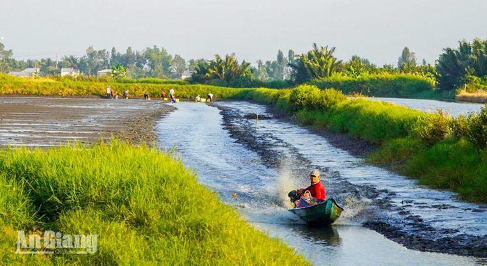Tôm sau khi gom vào giỏ được vận chuyển bằng vỏ lãi về điểm tập kết trên bờ.