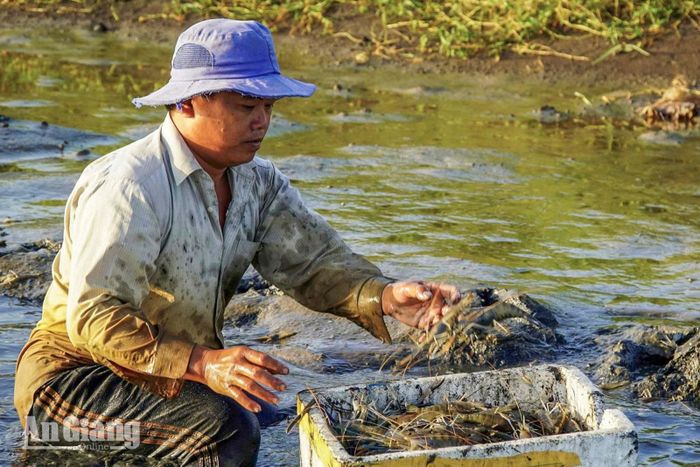 Người dân lội sình, cẩn thận bắt tôm để tránh làm gãy càng, trầy xước.