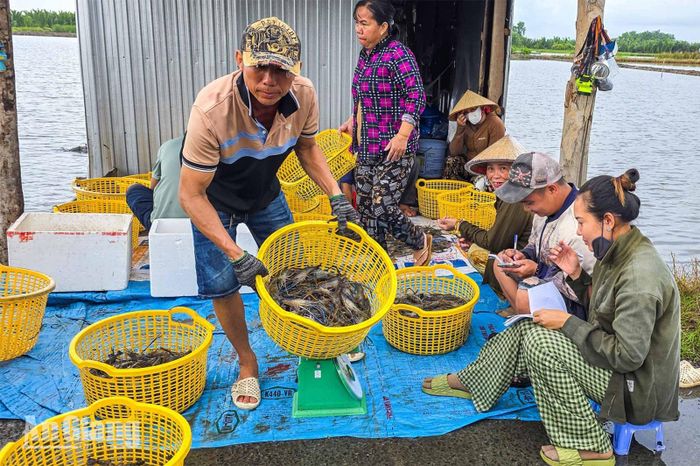 Thương lái và chủ vuông cân tôm, ghi chép số lượng tại điểm thu mua cạnh vuông nuôi.