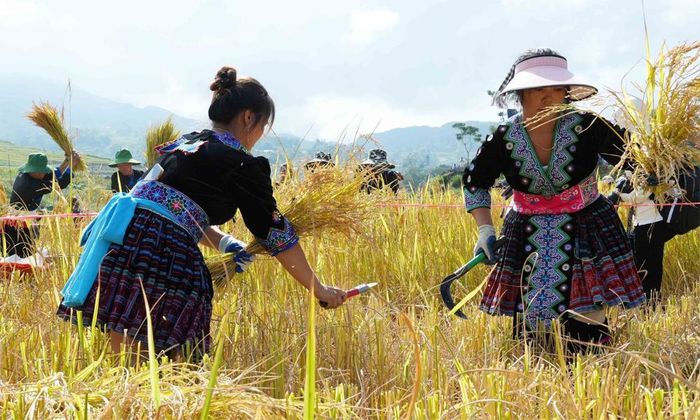  Các đội tranh tài phần thi gặt lúa tại ngày hội.  