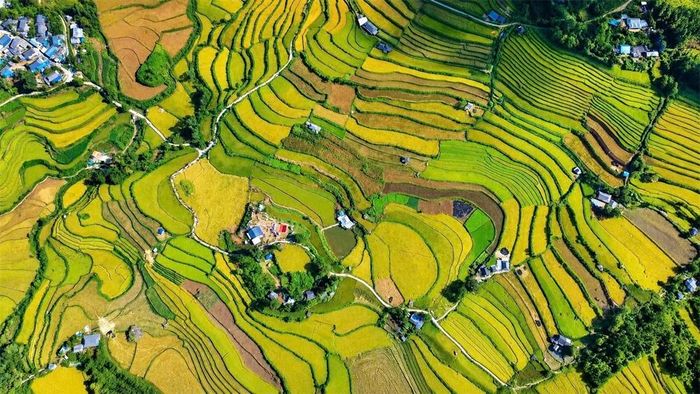  Khung cảnh ruộng bậc thang Tả Lèng, xã Tả Lèng, Lai Châu vào mùa lúa chín.  