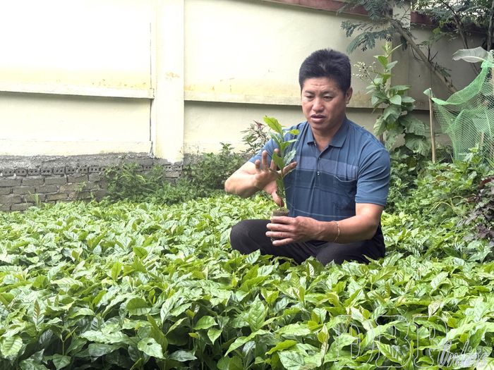 Bí thư Chi bộ bản Há Là Chủ Vàng A Chứ - người tiên phong đưa cây cà phê về bản.