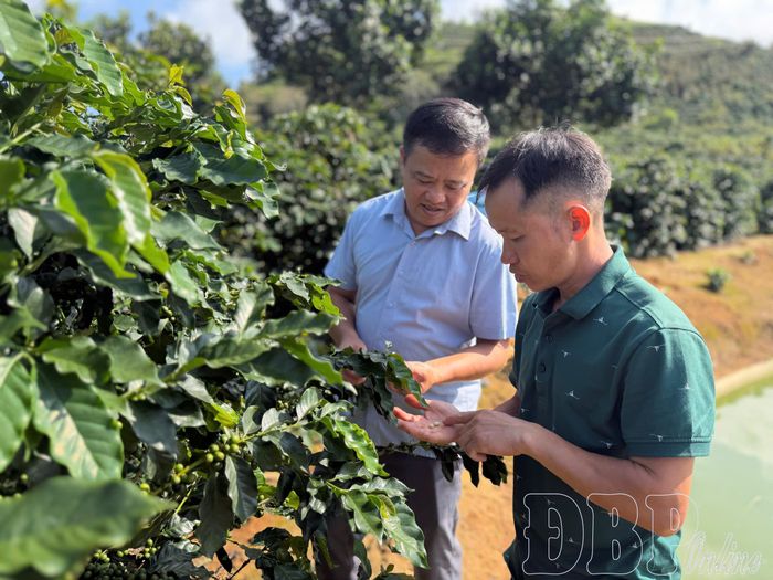 Anh Sùng A Dia và cán bộ Trung tâm Dịch vụ tổng hợp xã Quài Tở kiểm tra chất lượng vườn cây đầu dòng ở bản Hua Sa.