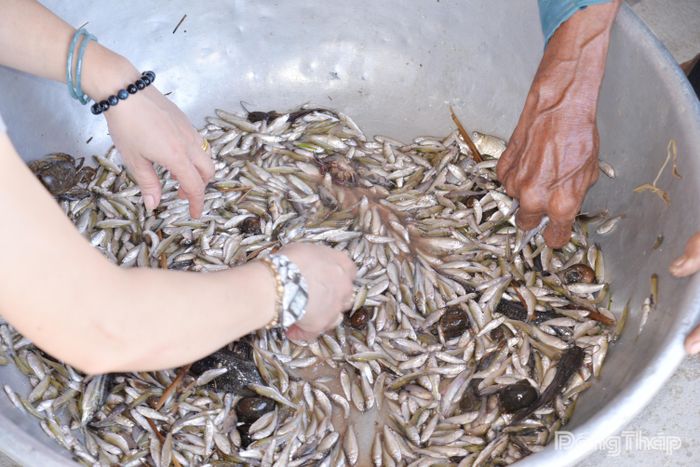 Cá linh giảm giá hơn một nửa so với đầu mùa.