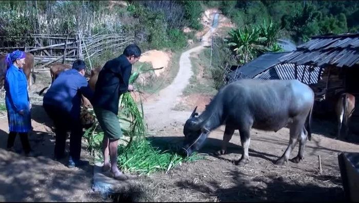 Người cao tuổi xã Mù Cang Chải tích cực phát triển chăn nuôi gia súc, mang lại hiệu quả kinh tế cao.