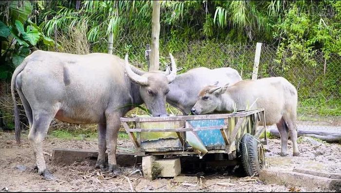 Phát triển chăn nuôi gia súc là hướng đi phù hợp với điều kiện của nhiều hộ người cao tuổi ở vùng cao Mù Cang Chải.
