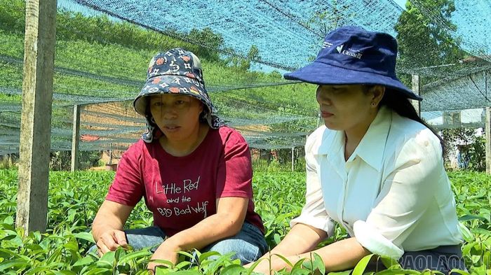 Cán bộ Phòng Văn hóa - Xã hội xã Yên Bình rà soát nhu cầu việc làm.